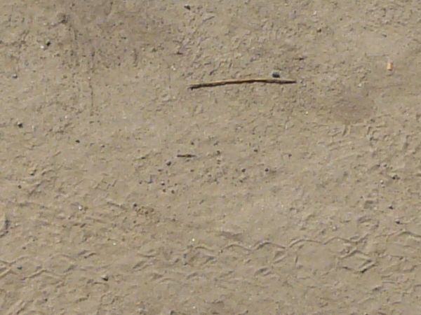 Asphalt texture made up of light brown dirt with tire tread marks, damp, discolored spots and small amounts of debris.